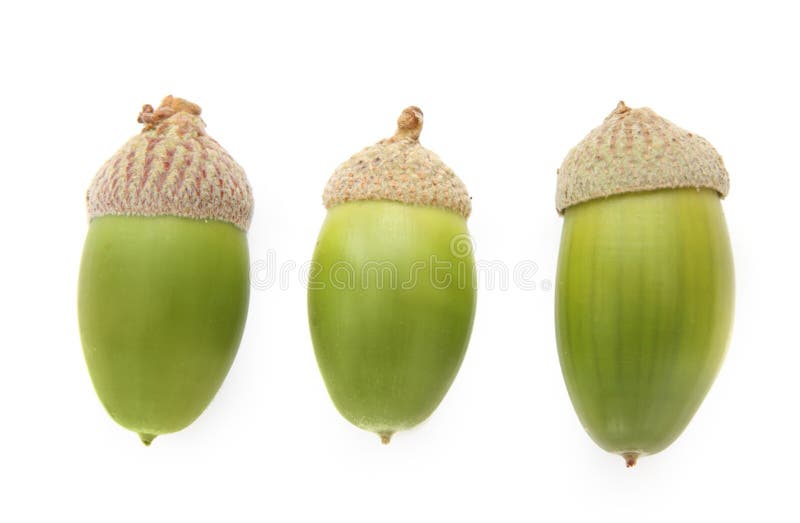 ekollonar stänger upp green tre fotografering för bildbyråer ekollonar stänger upp green tre fotografering för bildbyråer