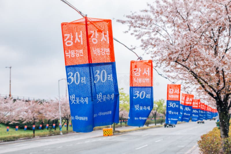 Ekologiska Daejeo parkerar festival för körsbärsröd blomning för den Nakdonggang flodstranden i Busan, Korea royaltyfri bild Ekologiska Daejeo parkerar festival för körsbärsröd blomning för den Nakdonggang flodstranden i Busan, Korea royaltyfri bild