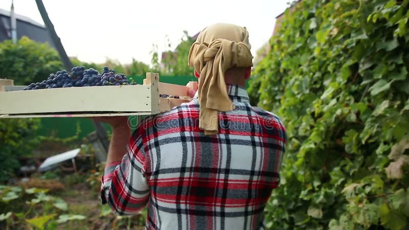 Ekologiskt jordbruk och vinframställning av druvskörd