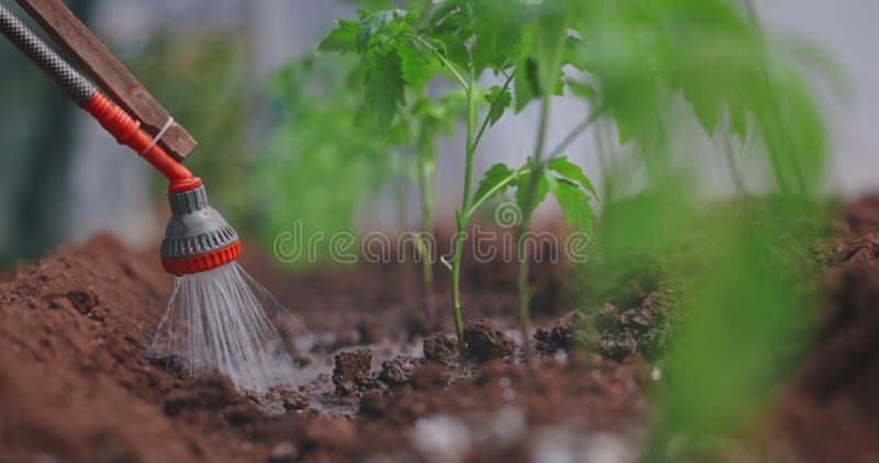 Ekologiskt jordbruk. vattna tomatplantor i växthusvideo med långsam rörelse på 4 k