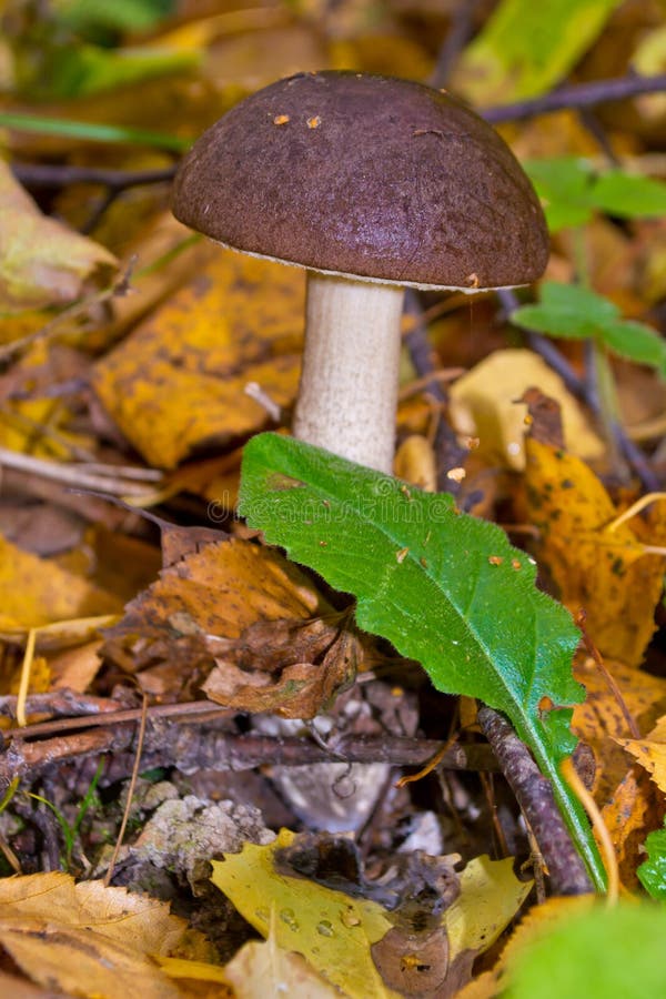 ekorre för skog s för boletusbröd edulis arkivfoto ekorre för skog s för boletusbröd edulis arkivfoto