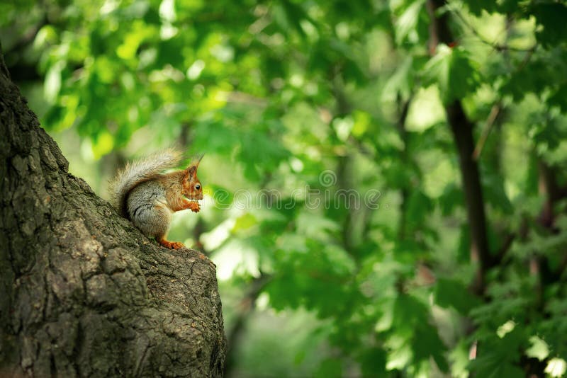 Ekorre p? en Tree royaltyfri bild Ekorre p? en Tree royaltyfri bild