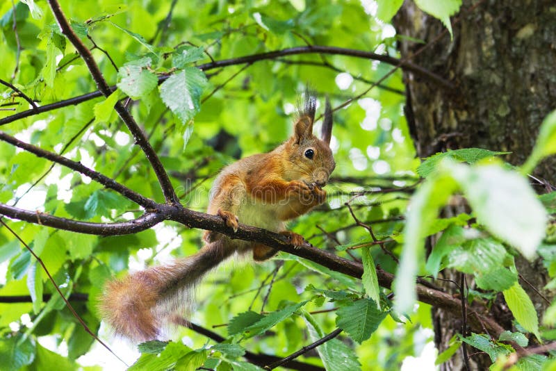 Ekorre på en Tree royaltyfria foton Ekorre på en Tree royaltyfria foton