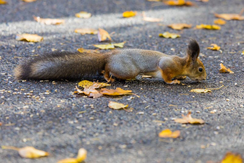 Ekorren som spelar i parkera som söker efter mat under den soliga höstdagen fotografering för bildbyråer Ekorren som spelar i parkera som söker efter mat under den soliga höstdagen fotografering för bildbyråer