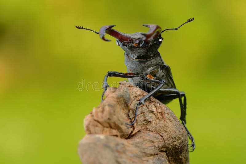Ekoxe & x28; Lucanus cervus& x29; fotografering för bildbyråer Ekoxe & x28; Lucanus cervus& x29; fotografering för bildbyråer