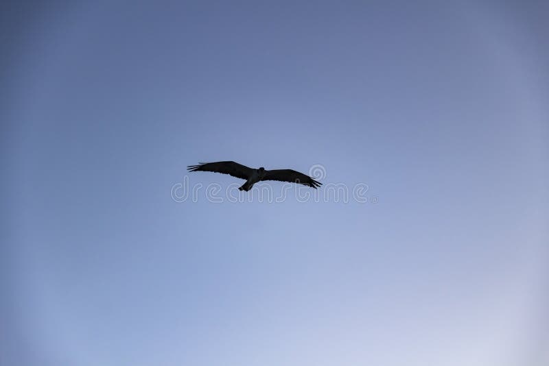 El águila Volando Contra El Cielo Azul. El Pájaro Aisló La Silueta En El  Cielo Imagen de archivo - Imagen de animal, vuelo: 206586931