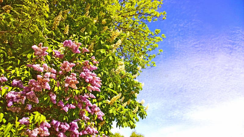 El árbol Del Acacia Con Las Flores Blancas Y La Lila Florece El Primavera  Imagen de archivo - Imagen de brillante, flores: 56446217