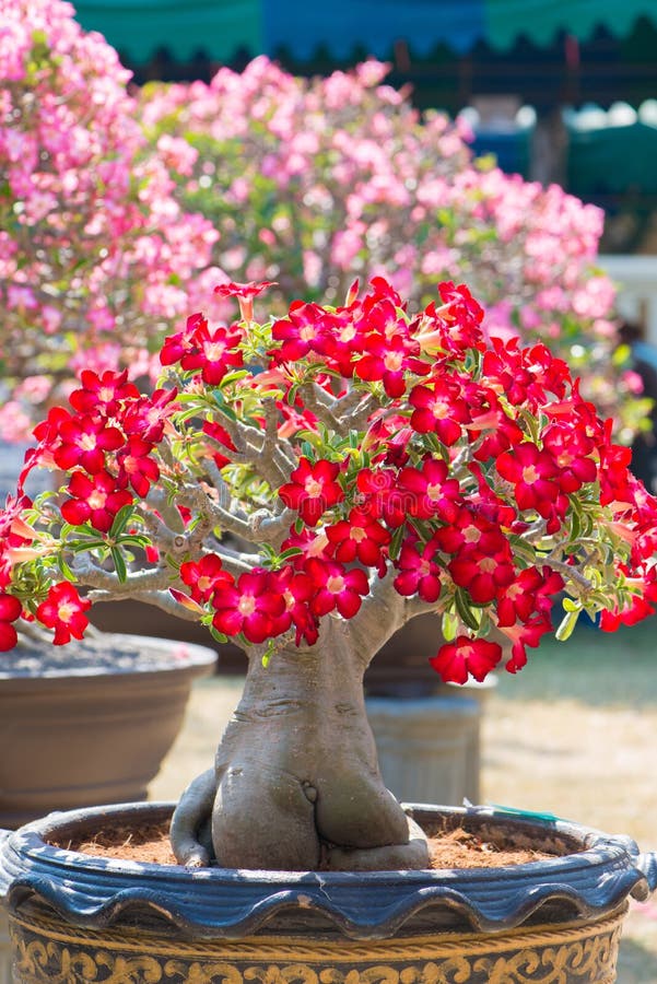 El árbol O El Desierto Rojo Del Adenium De La Flor Subió En Maceta Foto de  archivo - Imagen de verde, flora: 100407684