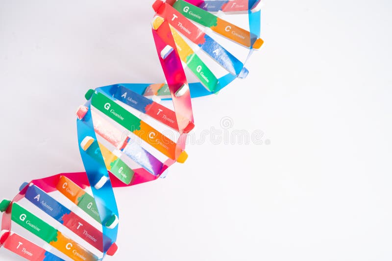 El ADN o el ácido desoxirribonucleico es una estructura de cadenas de helix doble formada por pares de base unidos a una columna v imagenes de archivo
