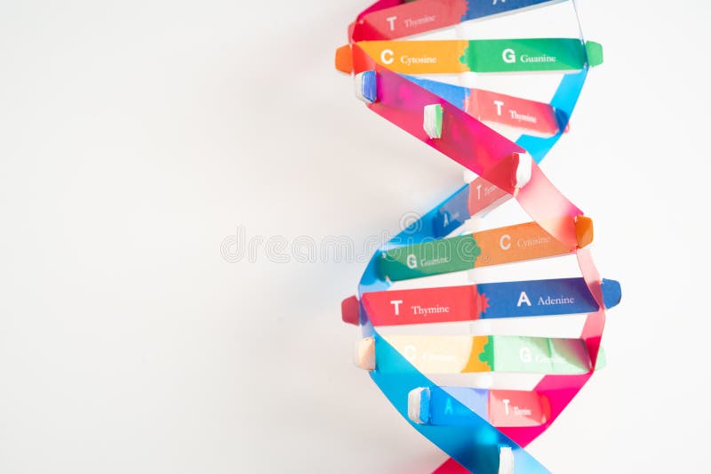 El ADN o el ácido desoxirribonucleico es una estructura de cadenas de helix doble formada por pares de base unidos a una columna v fotografía de archivo libre de regalías