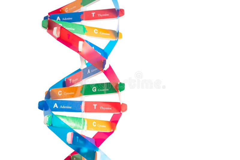 El ADN o el ácido desoxirribonucleico es una estructura de cadenas de helix doble formada por pares de base unidos a una columna v imagen de archivo
