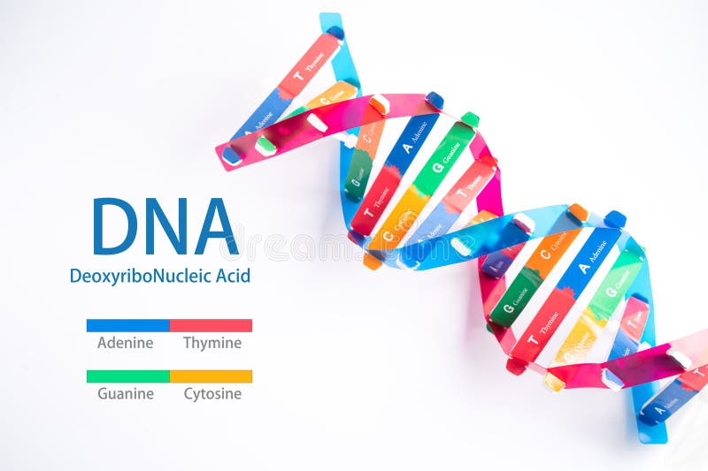 El adn o el ácido desoxirribonucleico es una estructura de dos cadenas helix formada por pares de base unidos a una columna verteb foto de archivo libre de regalías