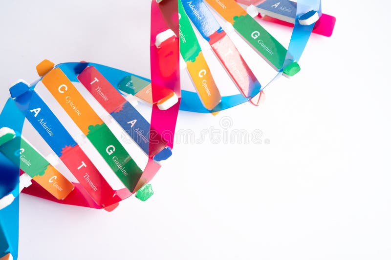El adn o el ácido desoxirribonucleico es una estructura de dos cadenas helix formada por pares de base unidos a una columna verteb fotografía de archivo libre de regalías