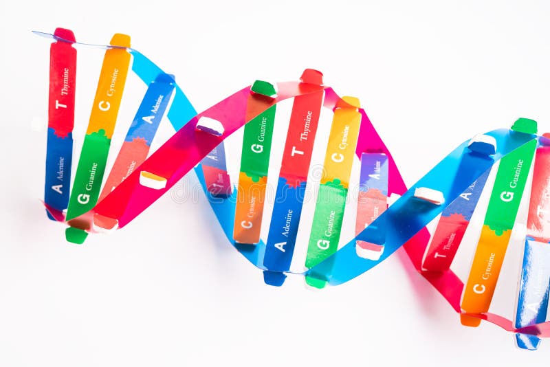 El adn o el ácido desoxirribonucleico es una estructura de dos cadenas helix formada por pares de base unidos a una columna verteb imágenes de archivo libres de regalías