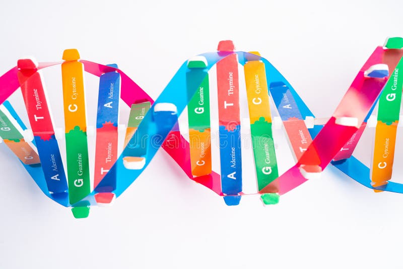 El adn o el ácido desoxirribonucleico es una estructura de dos cadenas helix formada por pares de base unidos a una columna verteb imagen de archivo libre de regalías