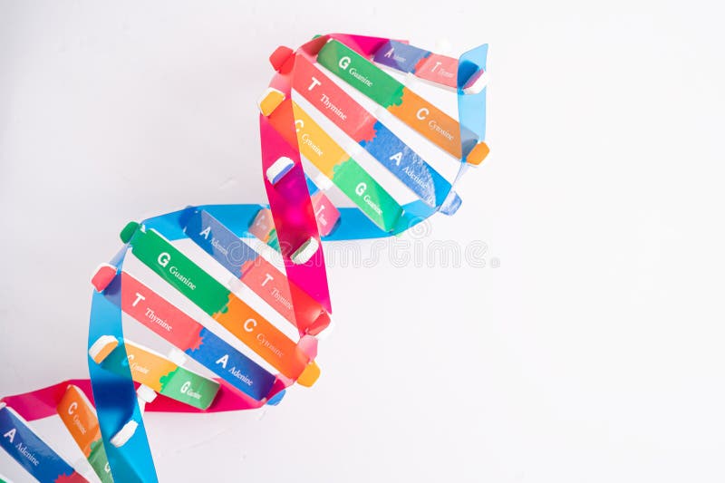 El adn o el ácido desoxirribonucleico es una estructura de dos cadenas helix formada por pares de base unidos a una columna verteb imagen de archivo