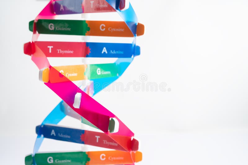 El adn o el ácido desoxirribonucleico es una estructura de dos cadenas helix formada por pares de base unidos a una columna verteb imágenes de archivo libres de regalías
