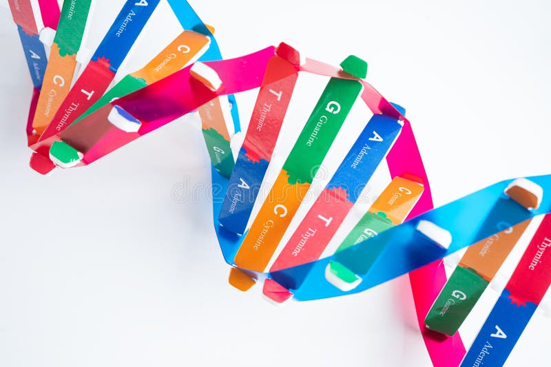 El adn o el ácido desoxirribonucleico es una estructura de dos cadenas helix formada por pares de base unidos a una columna verteb foto de archivo
