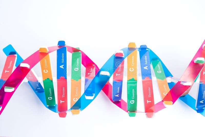 El adn o el ácido desoxirribonucleico es una estructura de dos cadenas helix formada por pares de base unidos a una columna verteb imágenes de archivo libres de regalías