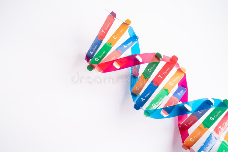 El adn o el ácido desoxirribonucleico es una estructura de dos cadenas helix formada por pares de base unidos a una columna verteb imagen de archivo