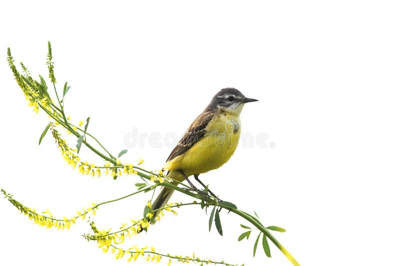 El aguzanieves del pájaro que se sentaba en un trébol del amarillo de la rama en un blanco aisló el fondo fotos de archivo El aguzanieves del pájaro que se sentaba en un trébol del amarillo de la rama en un blanco aisló el fondo fotos de archivo