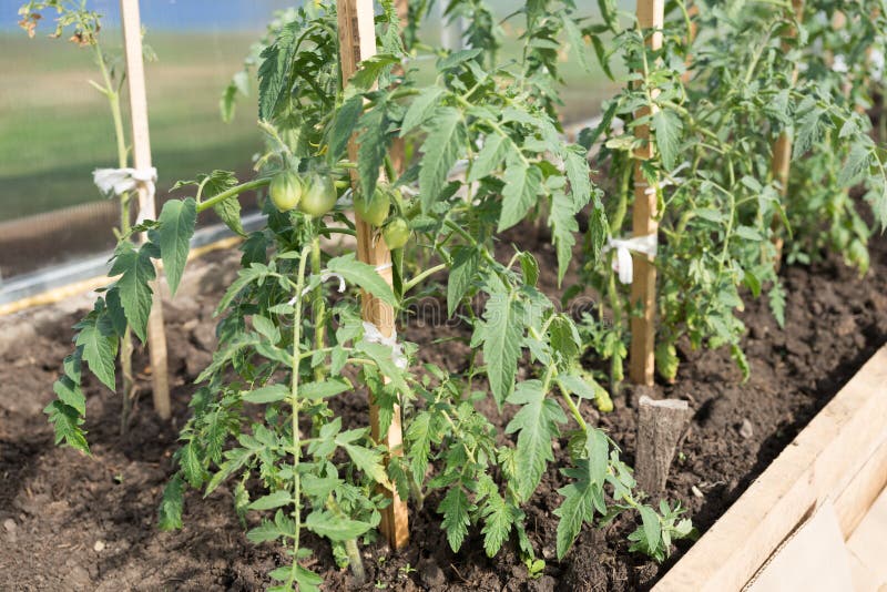El almácigo verde del tomate crece en una cama del jardín en un invernadero imagenes de archivo El almácigo verde del tomate crece en una cama del jardín en un invernadero imagenes de archivo