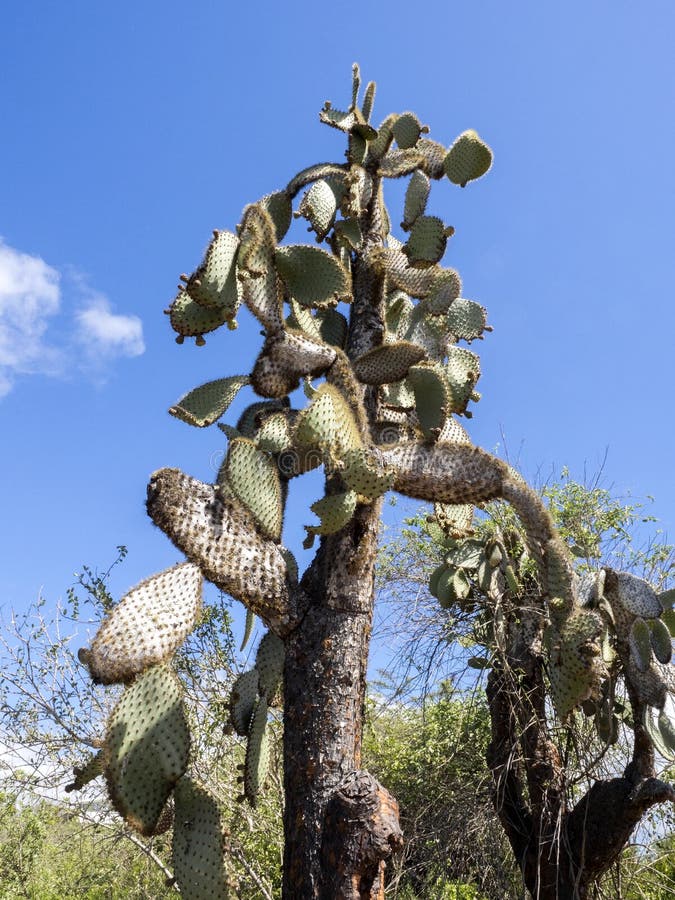 El Alto Barringtonensis De Los Echios De La Opuntia Es Un Islas Galápagos Endémicas, Santa Cruz, Las Islas Galápagos, Ecuador Imagen de archivo - Imagen de flora, ecuador: 108262937 El Alto Barringtonensis De Los Echios De La Opuntia Es Un Islas Galápagos Endémicas, Santa Cruz, Las Islas Galápagos, Ecuador Imagen de archivo - Imagen de flora, ecuador: 108262937