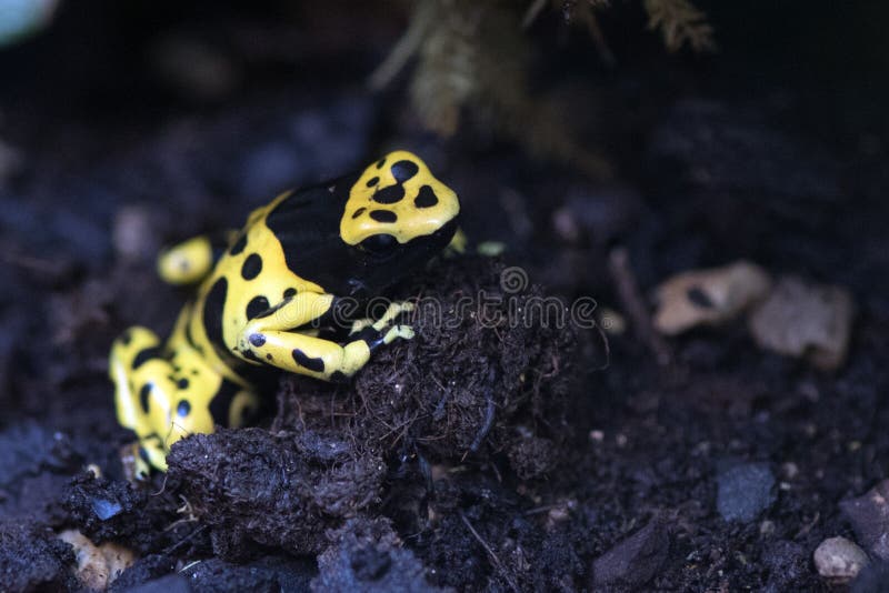 El amarillo dirigió la rana del veneno foto de archivo libre de regalías El amarillo dirigió la rana del veneno foto de archivo libre de regalías