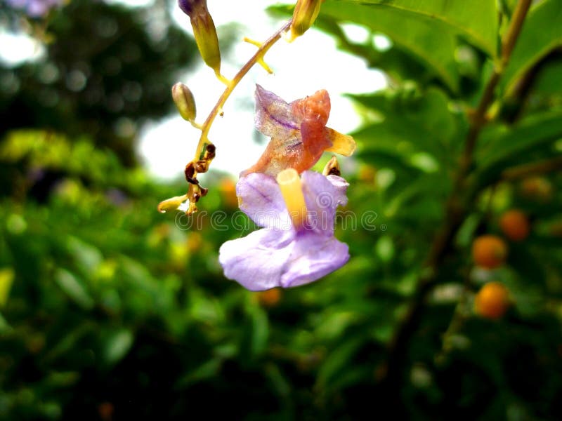 El Amor De Flores Nunca Muere Foto de archivo - Imagen de hermoso, nunca: 105036930 El Amor De Flores Nunca Muere Foto de archivo - Imagen de hermoso, nunca: 105036930