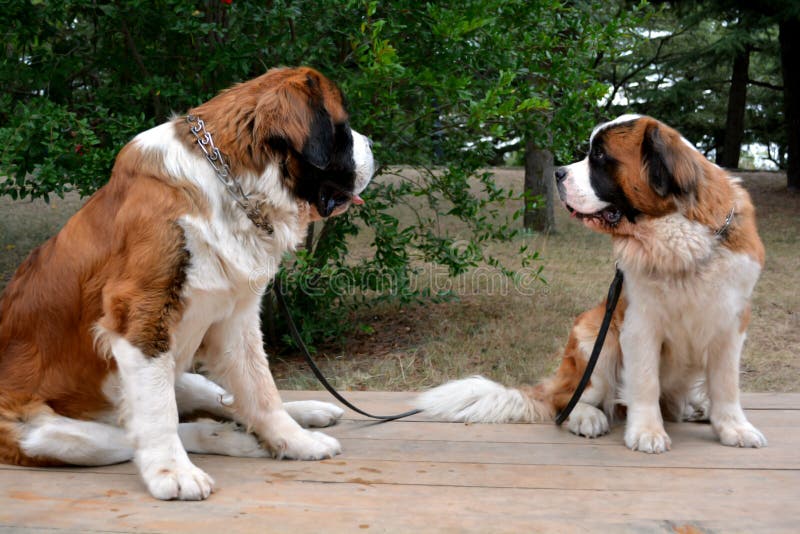 El amor de los perros fotografía de archivo El amor de los perros fotografía de archivo