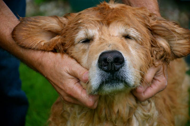El amor por su Perro y fiel amigo fotos de archivo libres de regalías