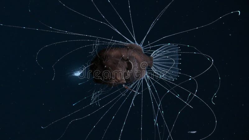 El anglerfish de alta mar tiene una variedad de sensores que detectarán