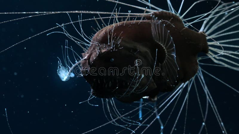 El anglerfish de alta mar tiene una variedad de sensores que detectarán
