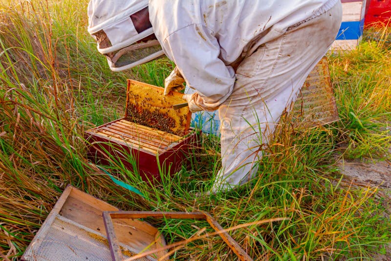 apicultura madera marcos 2 rieles tirada segeberger medida apicultores dnm 
