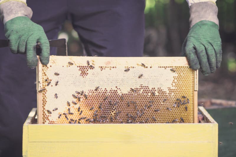 El apicultor toma el marco con los panales y la miel de la abeja imagen de archivo El apicultor toma el marco con los panales y la miel de la abeja imagen de archivo
