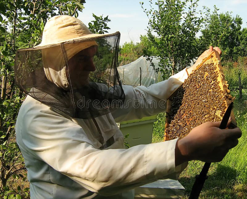 El apicultor y el marco con las abejas imágenes de archivo libres de regalías El apicultor y el marco con las abejas imágenes de archivo libres de regalías