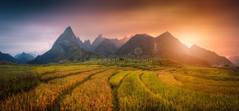 El arroz coloca en colgante con el fondo de Fansipan del soporte en la puesta del sol imagenes de archivo El arroz coloca en colgante con el fondo de Fansipan del soporte en la puesta del sol imagenes de archivo