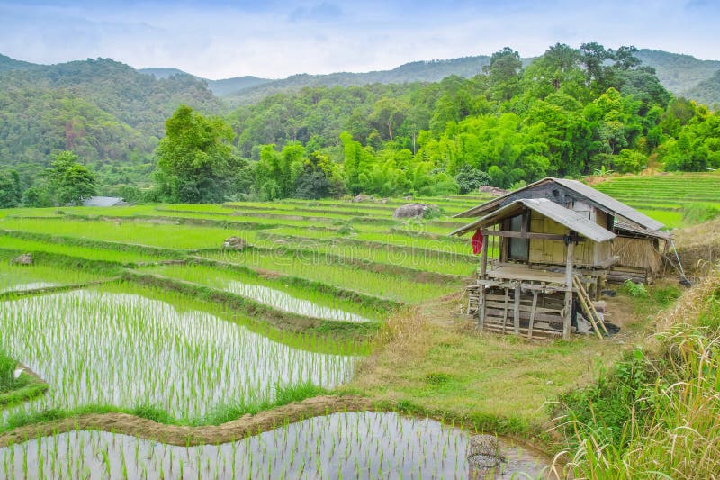 El arroz coloca en colgante de la prohibición Mae Klang Luang, Doi Inthanon, Ch foto de archivo libre de regalías El arroz coloca en colgante de la prohibición Mae Klang Luang, Doi Inthanon, Ch foto de archivo libre de regalías