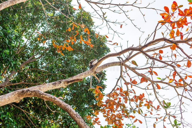 El arroz frito de la estola del ladrón del mono de turistas subió arriba en un árbol y lo come imagen de archivo El arroz frito de la estola del ladrón del mono de turistas subió arriba en un árbol y lo come imagen de archivo