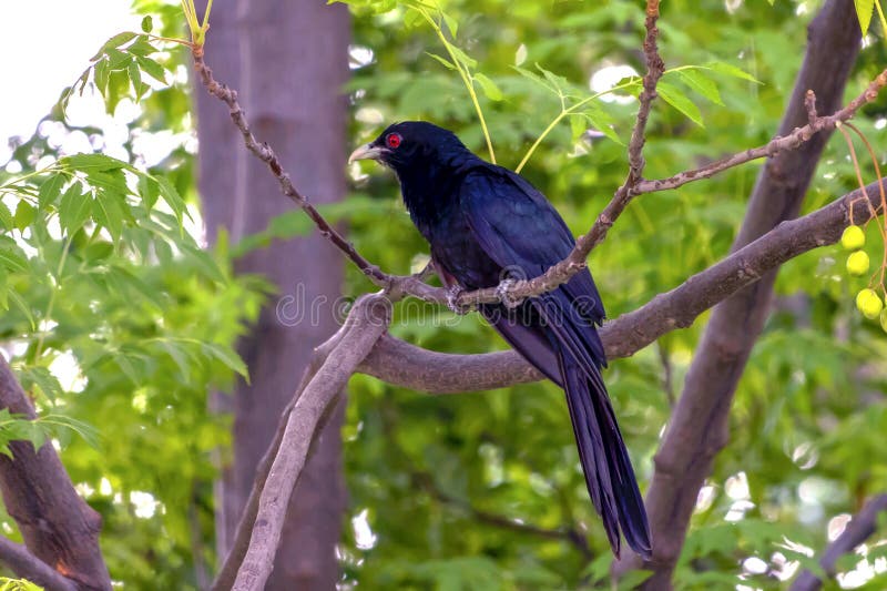El asiático Koel que se sienta en una rama de árbol fotografía de archivo libre de regalías El asiático Koel que se sienta en una rama de árbol fotografía de archivo libre de regalías