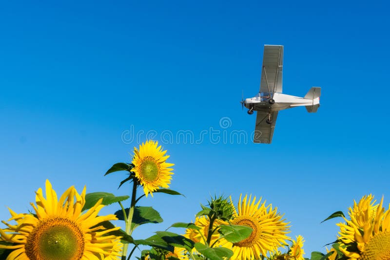 El avión vuela sobre el campo de girasoles Plantas de la fertilización Rociadura de pesticidas del aire El negocio agrario