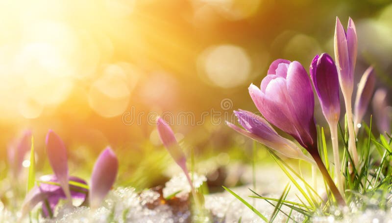 Purple crocus flowers in snow, awakening in spring to the warm gold rays of sunlight. Purple crocus flowers in snow, awakening in spring to the warm gold rays of sunlight