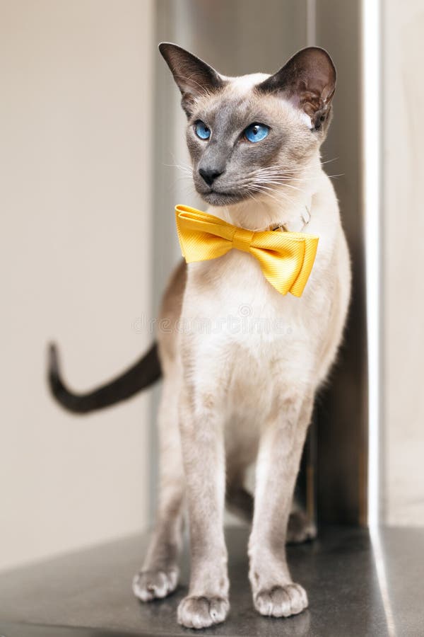 El azul observó el gato oriental siamés que llevaba un bowtie amarillo imagen de archivo libre de regalías El azul observó el gato oriental siamés que llevaba un bowtie amarillo imagen de archivo libre de regalías
