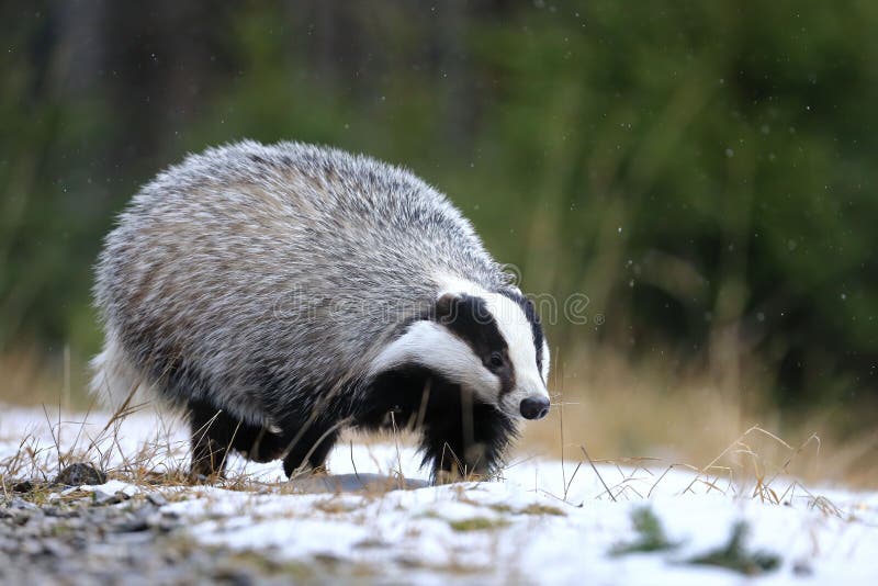 El badger europeo meles meles corriendo en el bosque invernal. francotiradores de animales rayados en blanco y negro en hierba nev