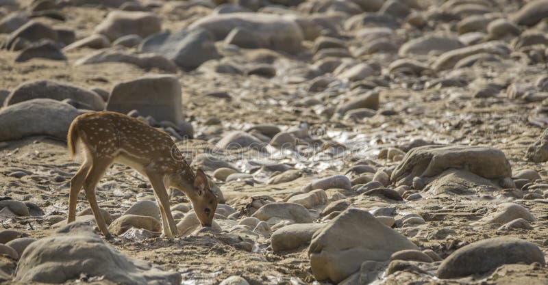 El bebé chital o cheetal, también conocido como ciervos manchados o ciervos del eje está buscando para la comida en un área seca fotografía de archivo libre de regalías El bebé chital o cheetal, también conocido como ciervos manchados o ciervos del eje está buscando para la comida en un área seca fotografía de archivo libre de regalías