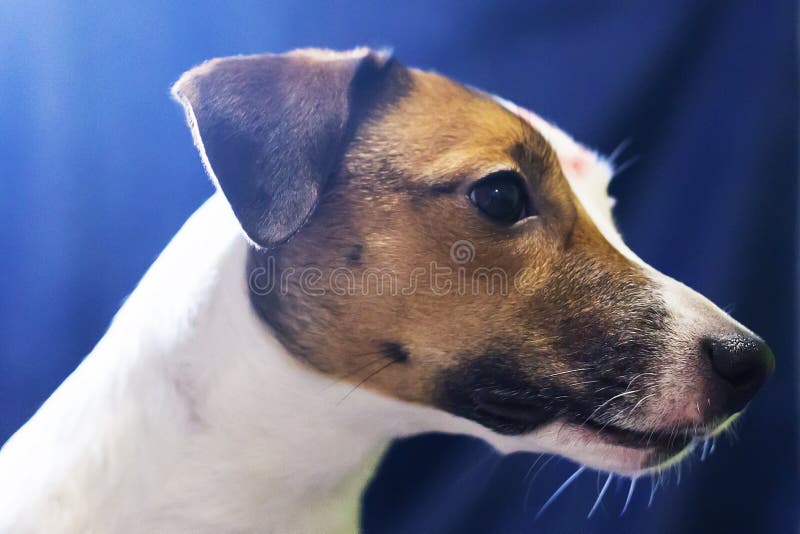 El besarse de Jack Russell imágenes de archivo libres de regalías