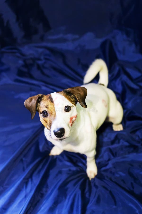 El besarse de Jack Russell fotografía de archivo