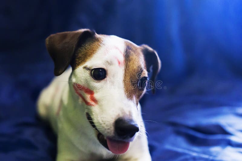 El besarse de Jack Russell foto de archivo libre de regalías