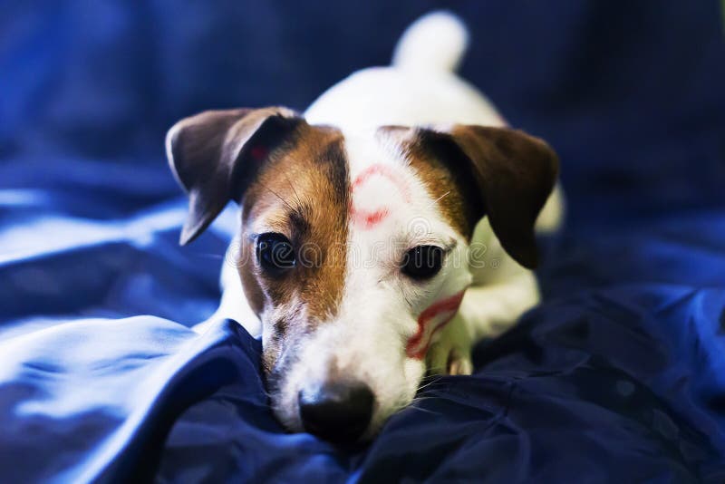 El besarse de Jack Russell imágenes de archivo libres de regalías