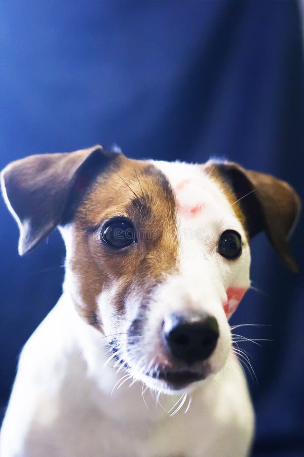 El besarse de Jack Russell foto de archivo